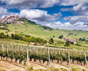 Sticle de vin Barolo și Barbaresco din regiunea Piemont