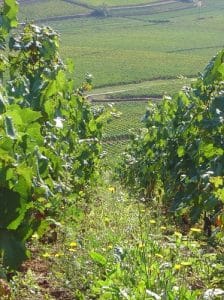 Podgorii din Burgundia, cu parcele delimitate pe versanți