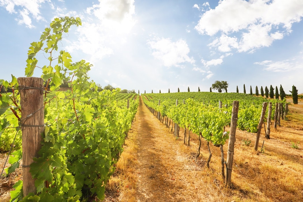 Franţa este cel mai mare producător din lume de Syrah