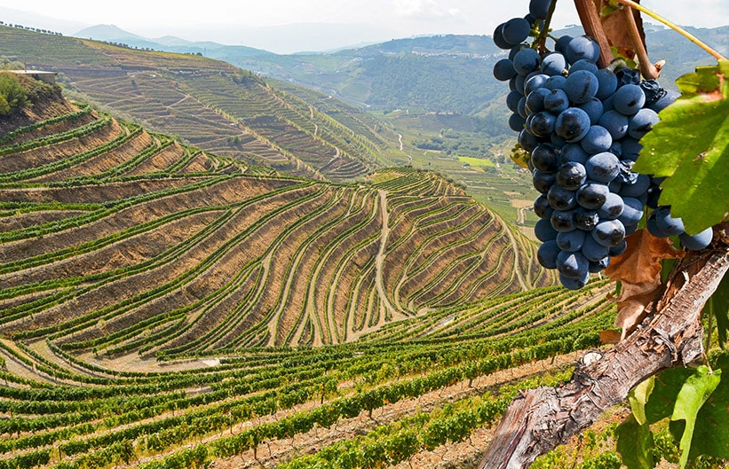 Poveste cu Syrah în jurul celor două lumi ale vinului